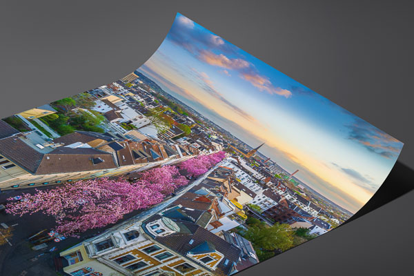 Kunstdruck / Poster | Kirschblüte in Bonn