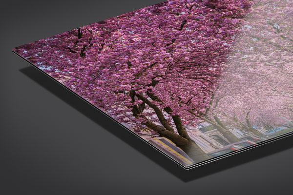 Acrylic Glass | Cherry blossoms in Bonn