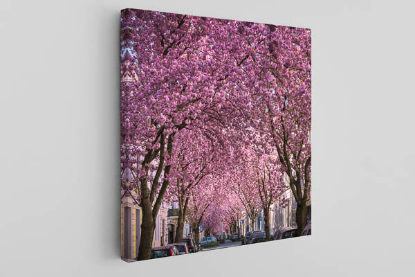 Canvas | Cherry blossoms in Bonn