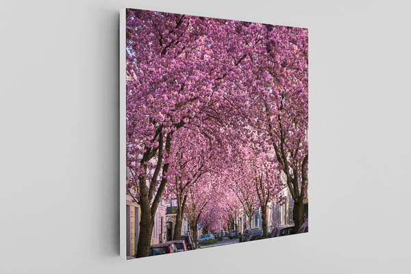 Canvas | Cherry blossoms in Bonn