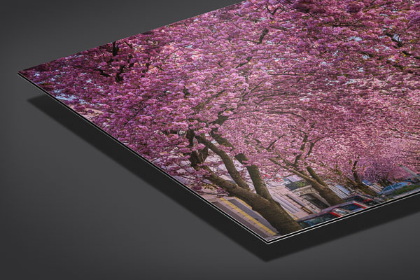 Metal Print | Cherry blossoms in Bonn