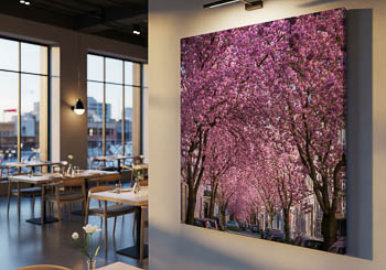 Wandbild | Kirschblüte in Bonn