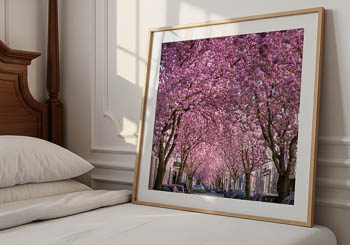 Wandbild | Kirschblüte in Bonn