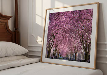 Wall Art | Cherry blossoms in Bonn