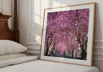 Wall Art | Cherry blossoms in Bonn