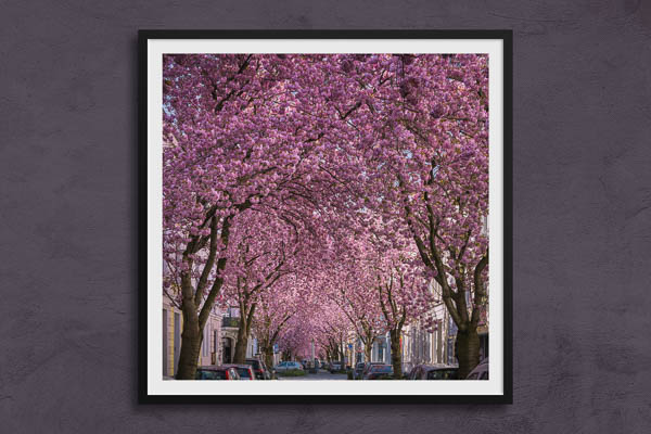 Fine Art Print | Cherry blossoms in Bonn
