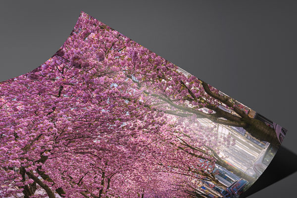 Fine Art Print | Cherry blossoms in Bonn