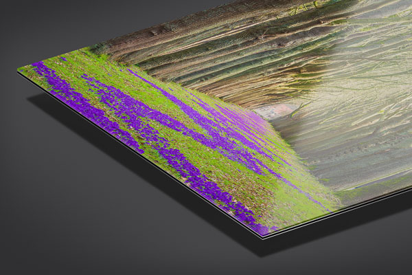 Acrylic Glass | Spring flowers in Bremen
