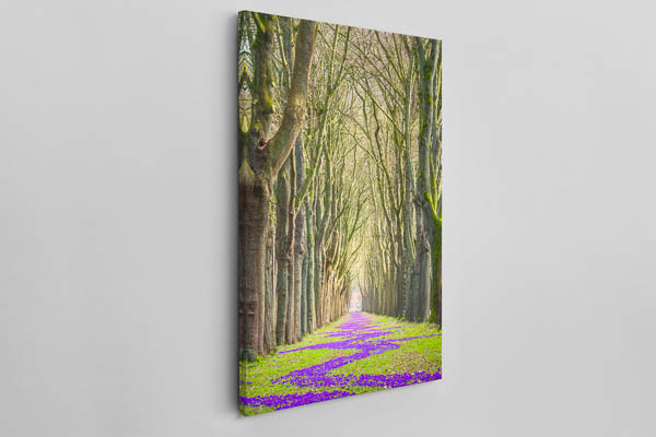Canvas | Spring flowers in Bremen