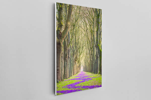 Canvas | Spring flowers in Bremen