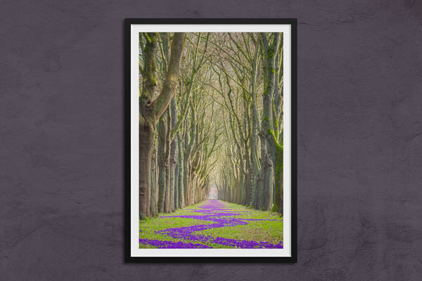 Fine Art Print | Spring flowers in Bremen