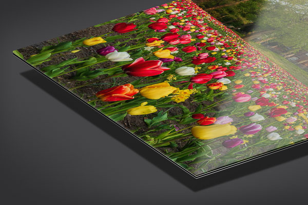 Acrylic Glass | Tulips at the windmill in Bremen