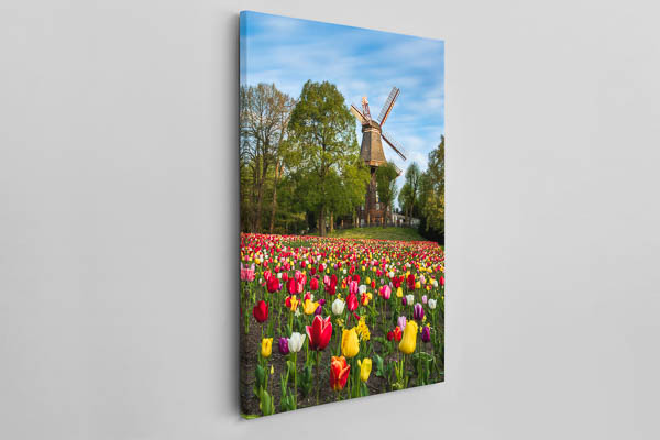 Canvas | Tulips at the windmill in Bremen