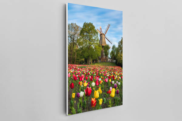 Canvas | Tulips at the windmill in Bremen