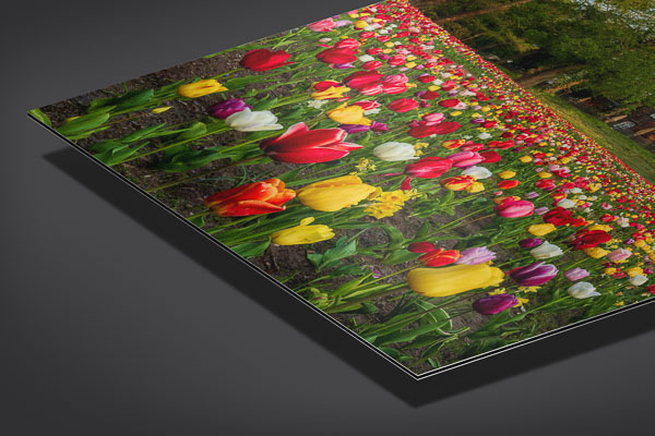 Metal Print | Tulips at the windmill in Bremen