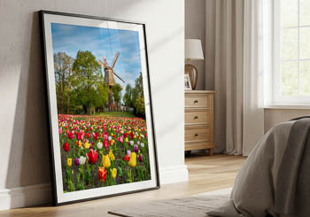 Wall Art | Tulips at the windmill in Bremen