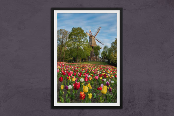 Fine Art Print | Tulips at the windmill in Bremen