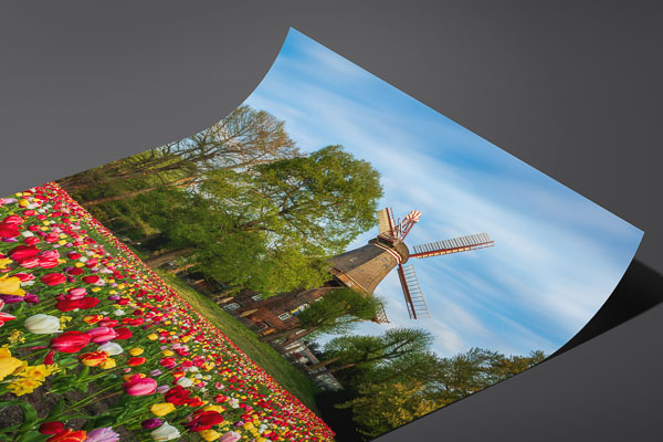 Kunstdruck / Poster | Tulpen an der Windmühle in Bremen