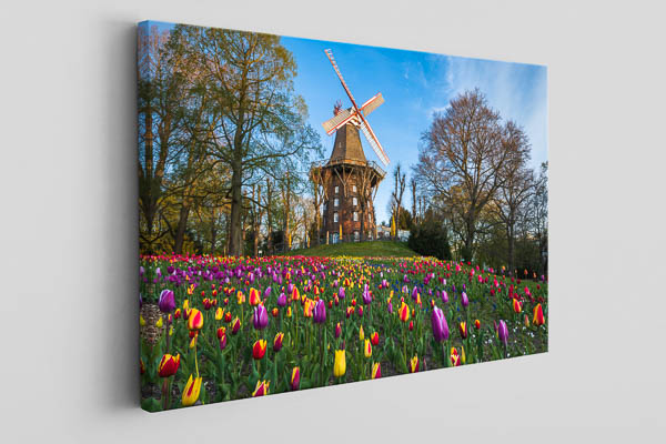 Canvas - Tulips at the windmill in Bremen