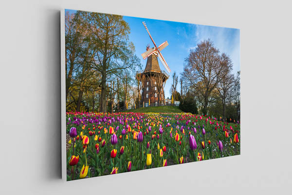 Canvas - Tulips at the windmill in Bremen