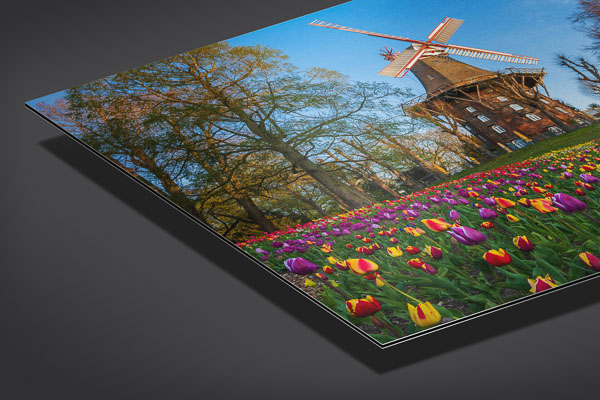 Metal Print - Tulips at the windmill in Bremen
