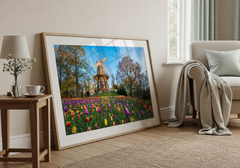Wall Art | Tulips at the windmill in Bremen