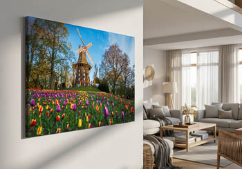 Wall Art | Tulips at the windmill in Bremen