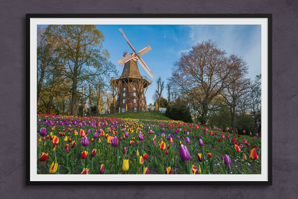 Fine Art Print | Tulips at the windmill in Bremen