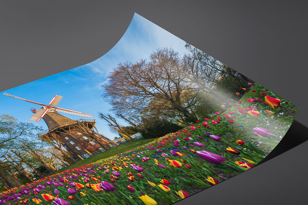 Fine Art Print | Tulips at the windmill in Bremen