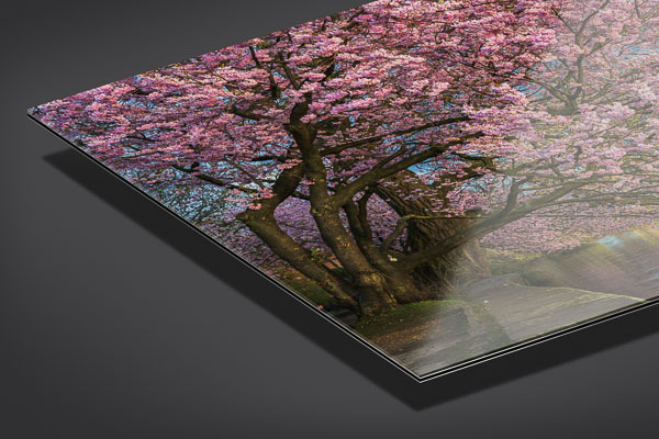Acrylic Glass | Cherry blossoms in Hamburg