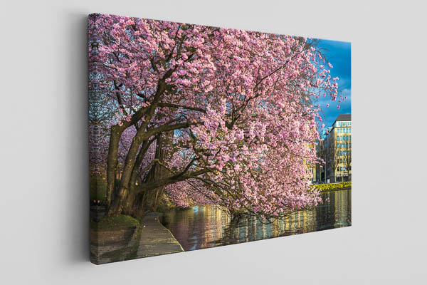 Canvas | Cherry blossoms in Hamburg
