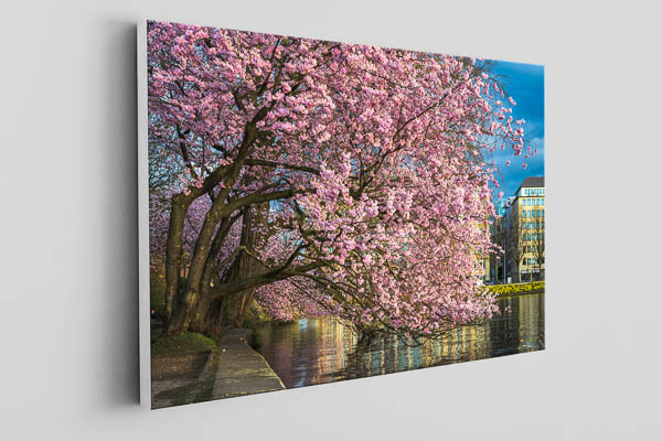 Canvas | Cherry blossoms in Hamburg