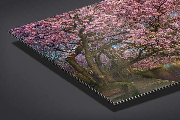 Metal Print | Cherry blossoms in Hamburg