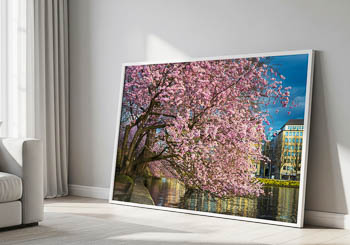 Wandbild | Kirschblüten in Hamburg
