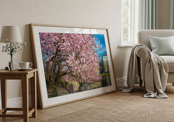 Wandbild | Kirschblüten in Hamburg