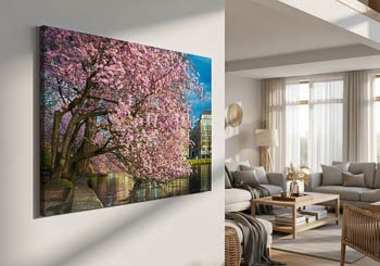 Wandbild | Kirschblüten in Hamburg