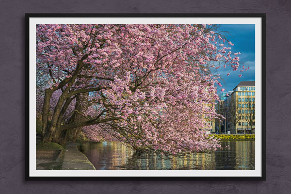 Fine Art Print | Cherry blossoms in Hamburg