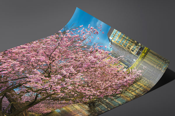 Kunstdruck / Poster | Kirschblüten in Hamburg