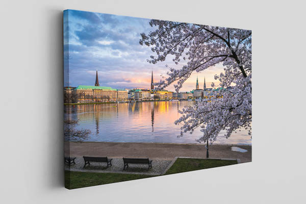 Canvas | Cherry blossoms in Hamburg