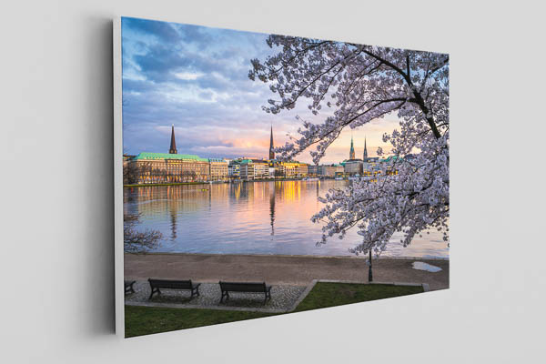 Canvas | Cherry blossoms in Hamburg