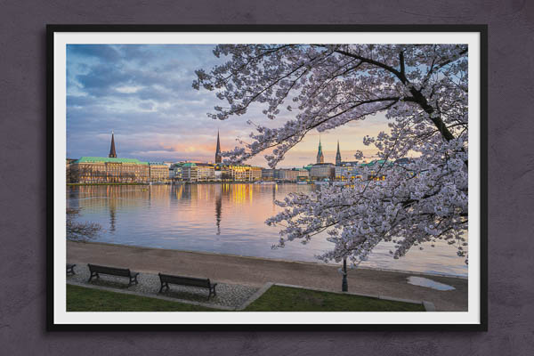 Fine Art Print | Cherry blossoms in Hamburg