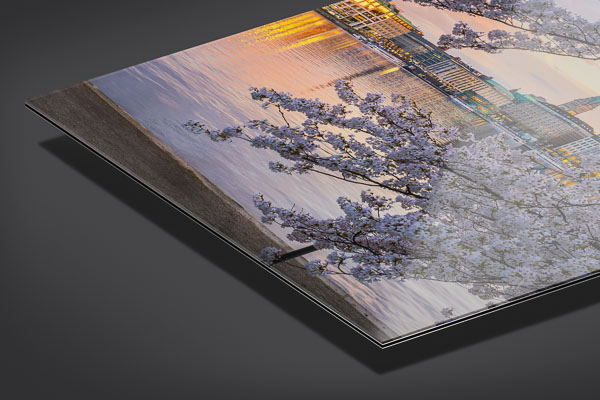 Acrylglas | Kirschblüten in Hamburg