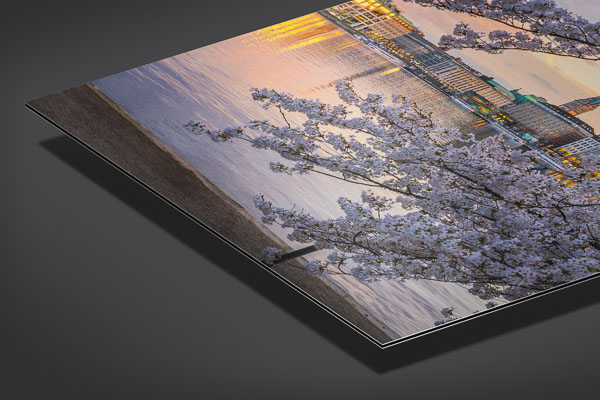 Alu-Dibond | Kirschblüten in Hamburg