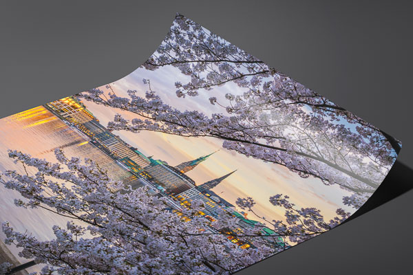 Kunstdruck / Poster | Kirschblüten in Hamburg