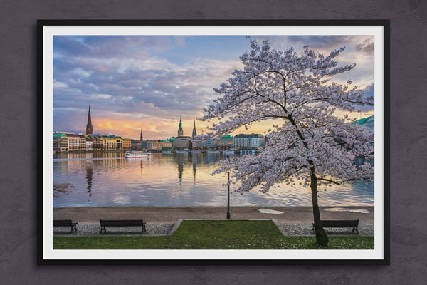 Fine Art Print | Cherry blossoms in Hamburg