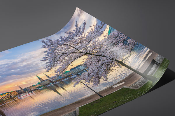 Kunstdruck / Poster | Kirschblüten in Hamburg
