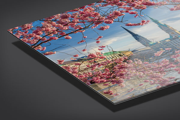 Acrylglas | Kirschblüten in Hamburg