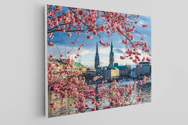 Leinwand | Kirschblüten in Hamburg