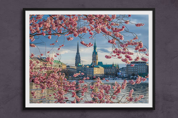 Poster / Kunstdruck | Kirschblüten in Hamburg
