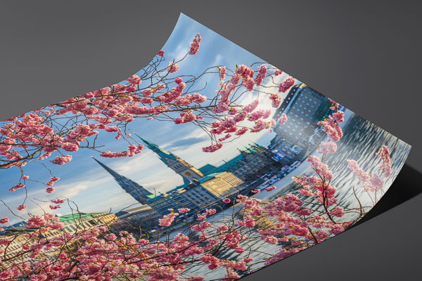 Kunstdruck / Poster | Kirschblüten in Hamburg
